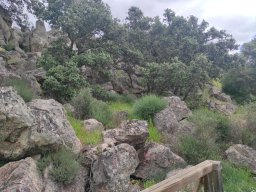 Flora del Cerro Masatrigo